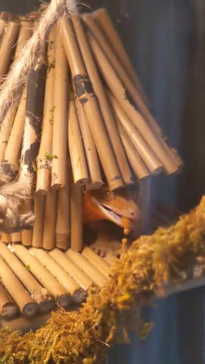 Gotta Love Room Service! 🦎