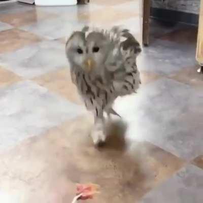 Walking owl !