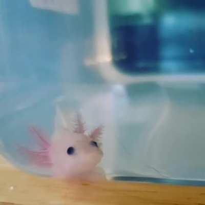 Big yawn baby Axolotl