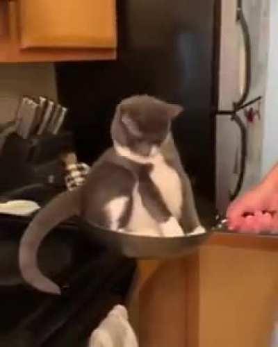 When the pan was more comfortable than any cat house