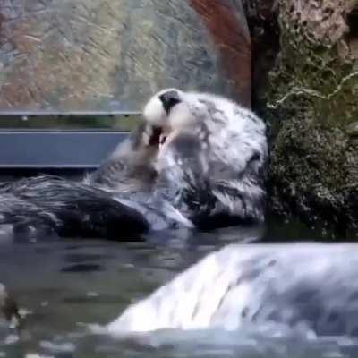 When it comes to taking a bath, there are two kinds of Otters.