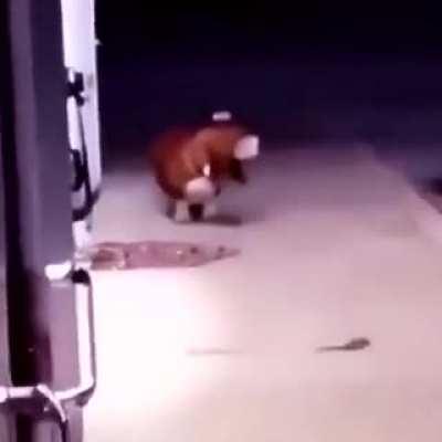 What in canine gun possession