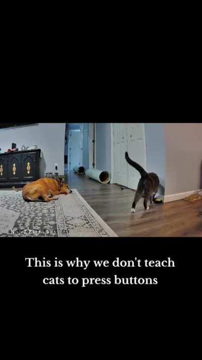 To say I was caught off guard is an understatement. I JUST introduced yes and no yesterday. How did he pick up on it so fast? 🤣