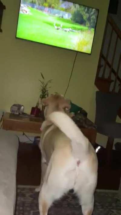 Pet dog identifies with wild dogs hunting on TV and replicates their actions