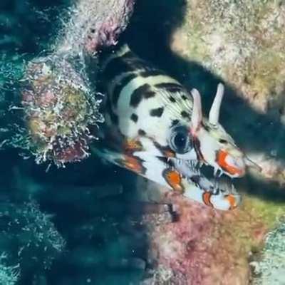 A dragon moray eel, can knot it's body to gain leverage against larger prey.