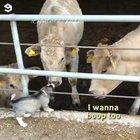 Pupper got a lot of boops to give