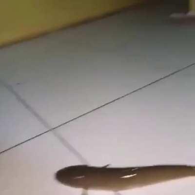 Is this that new shoot style you've been on about