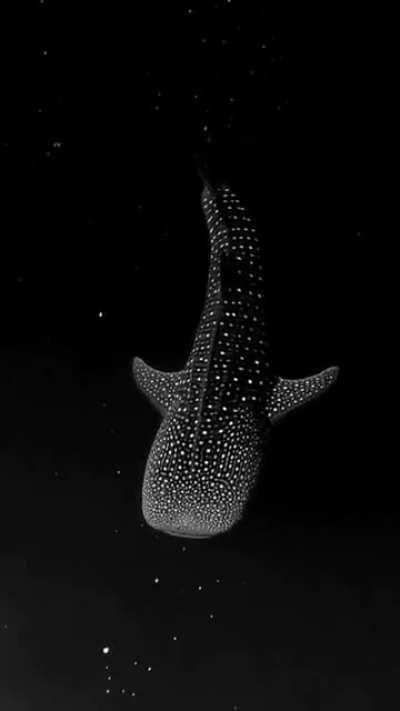 A whale shark in bioluminescent algae that looks like the night sky