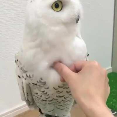 SLPT - Leaky Owl? Simply Use an Old Wine Cork