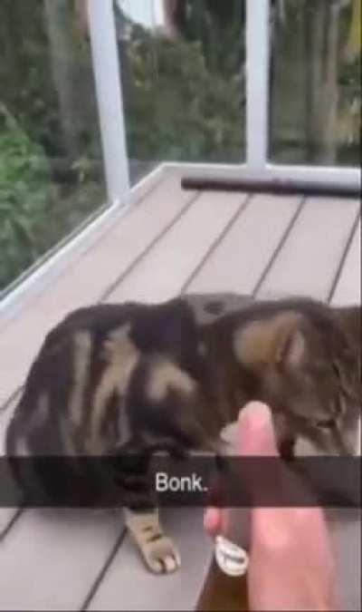 About to be one very unhappy cat.