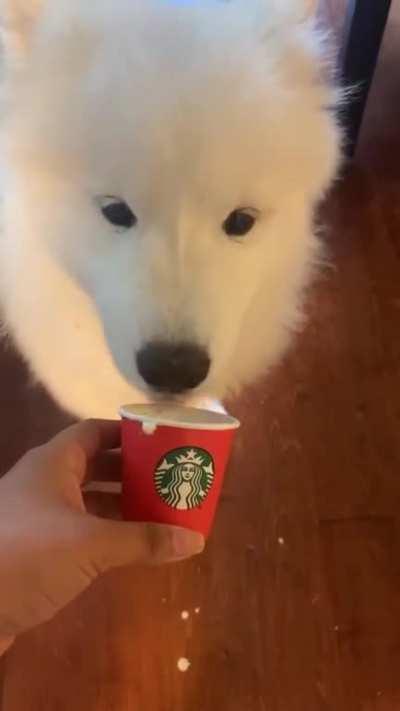Trying a Puppacino for the first time.