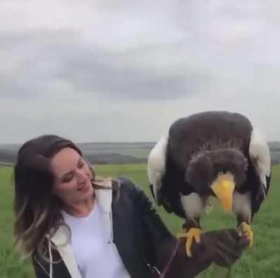🔥 Stellar's Sea Eagle is one of the world's largest eagles, averaging 11 - 20 lbs.