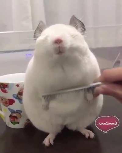 Absolute Unit of a Chinchilla!