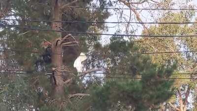 Cockatoos forgetting how to bird
