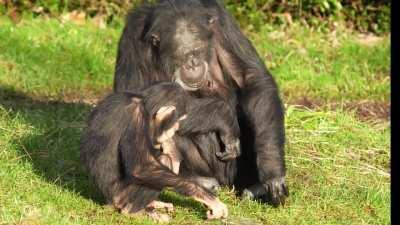 Chimpanzees Eat Ice Sheets Off Frozen Lake at Chester Zoo