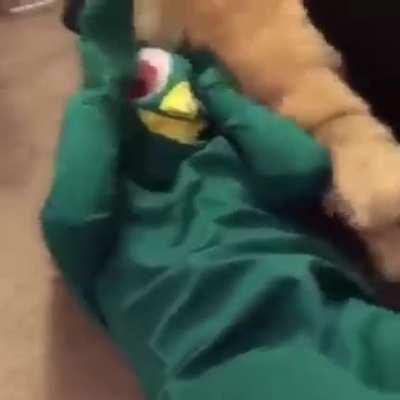 Guy dresses up as dog's favorite toy