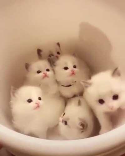 “Mow!” Bucket of super Smol an Ver cute kitties