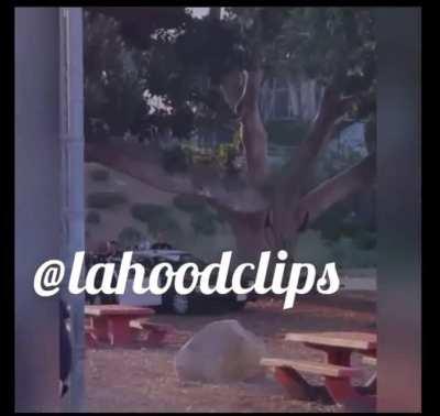 MS - 13 Park View Locos Click -2021