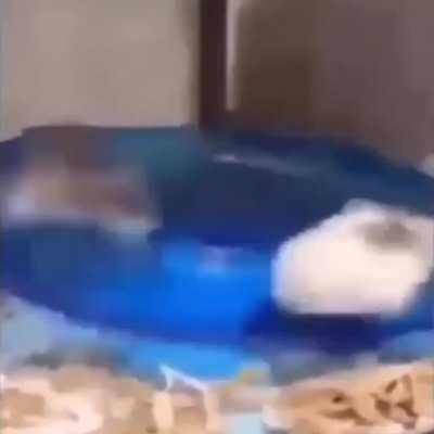 Hamster with V10 Turbo 12 Cylinder Engine