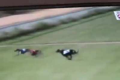 When Hound Racing in an undeveloped area?