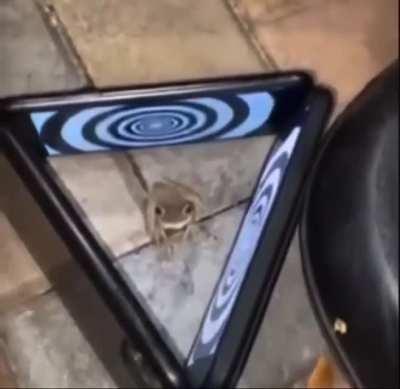 Trying to hypnotize a frog
