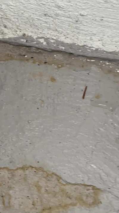 How much water is too much after a rain?