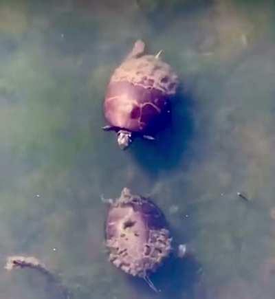 🔥 A turtle annoying his turtle friend 🐢