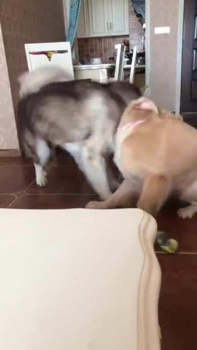 What did I tell you guys about roughhousing