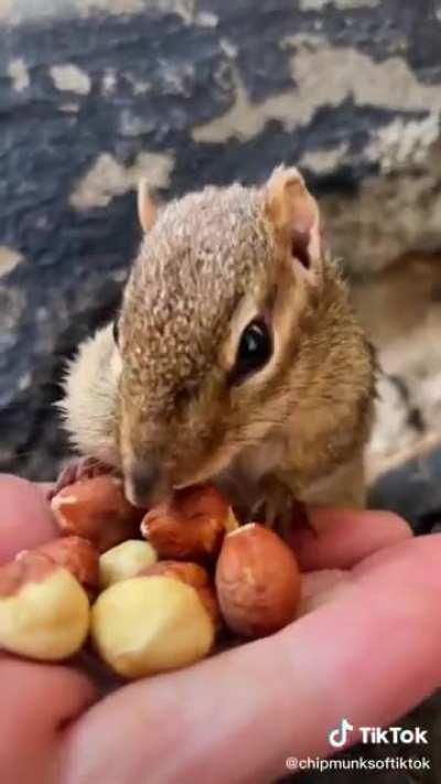 SqUirReLs MoUtH ExPloDeS AfTeR eAtInG To mAnY NuTs