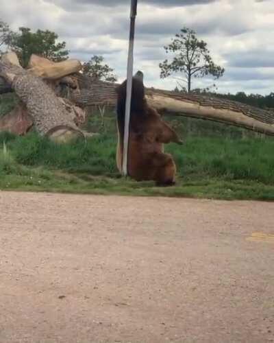 Someone give this bear a 20 dollar bill