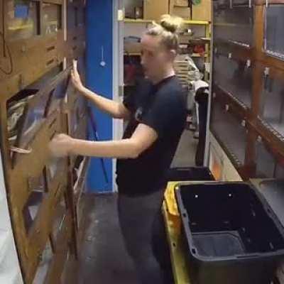 Укроти змия