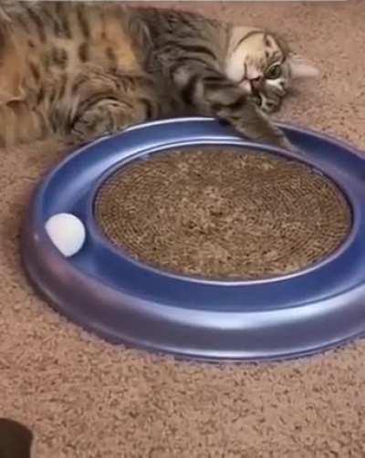 What is the meaning of life? When will my next meal come?