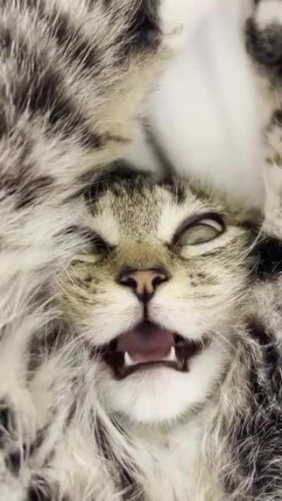 I think my brand new 2022 model finds tickling amusing (v8 engine)