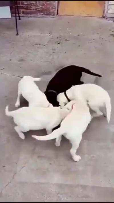 The only acceptable type of 'puppy mill'