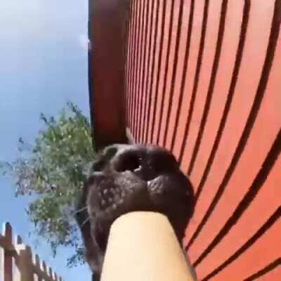 The good boy did a good job