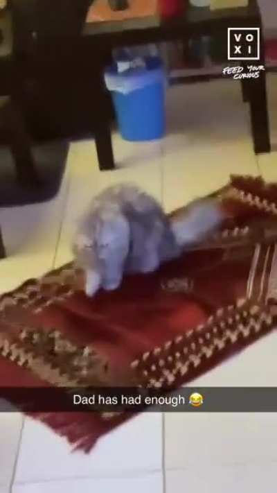 someone get this floof a rug