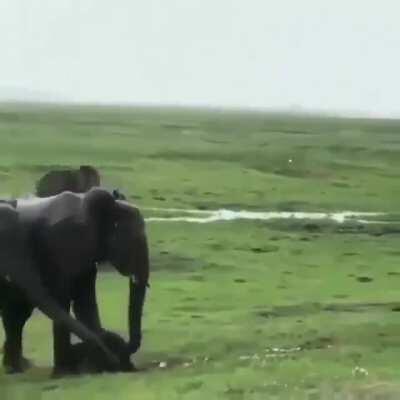 Small elephant with big family