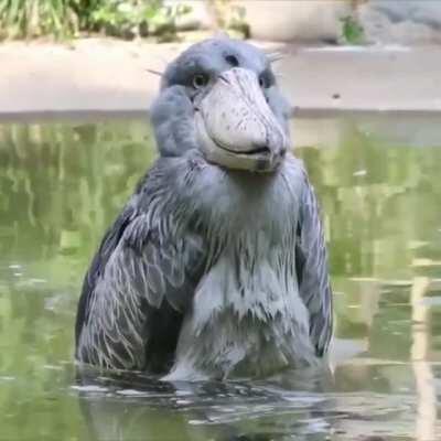 🔥 The shoebill looks like an animatron of itself 🔥