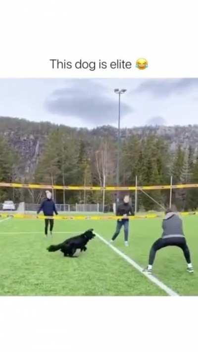 Look how beautiful the dog is playing beach ball