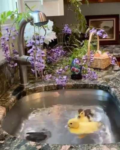 Cute ducks in the sink.