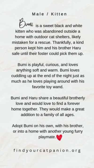 Meet Bumi, a curious little guy up for adoption via Purrfect Catpanion!