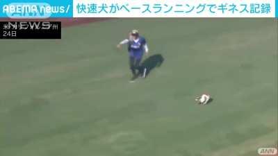 Aerial view of a dog named 