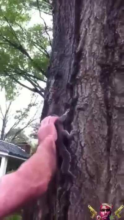 The squirrel just wanted to live the rest of his life
