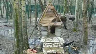 Bear building a house