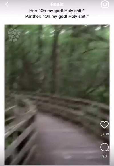 Almost became a next meal but got some killer footage