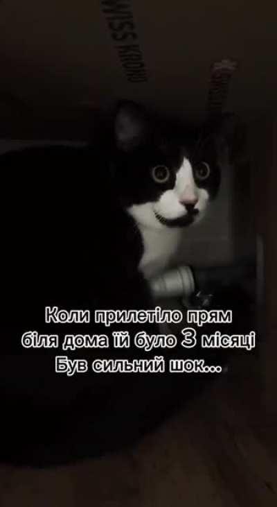 This is how a cat, rescued from a war zone, reacts to a thunderstorm sound