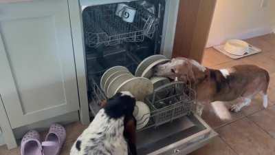 Dishwasher cycle set to Basset