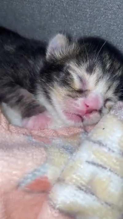 Illegally Smol Hisses