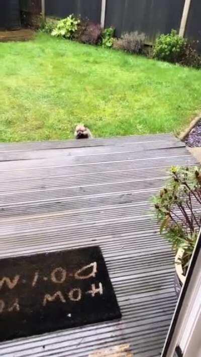 That jump is just a little too tall