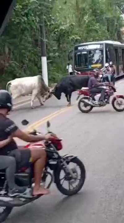Uma cena pouco provável de se imaginar na cidade de São Paulo. Dois bois brigando na Estrada do M'boi Mirim. M'boi q não tem nada a ver com o animal, M'boi significa cobra no Tupi guarani